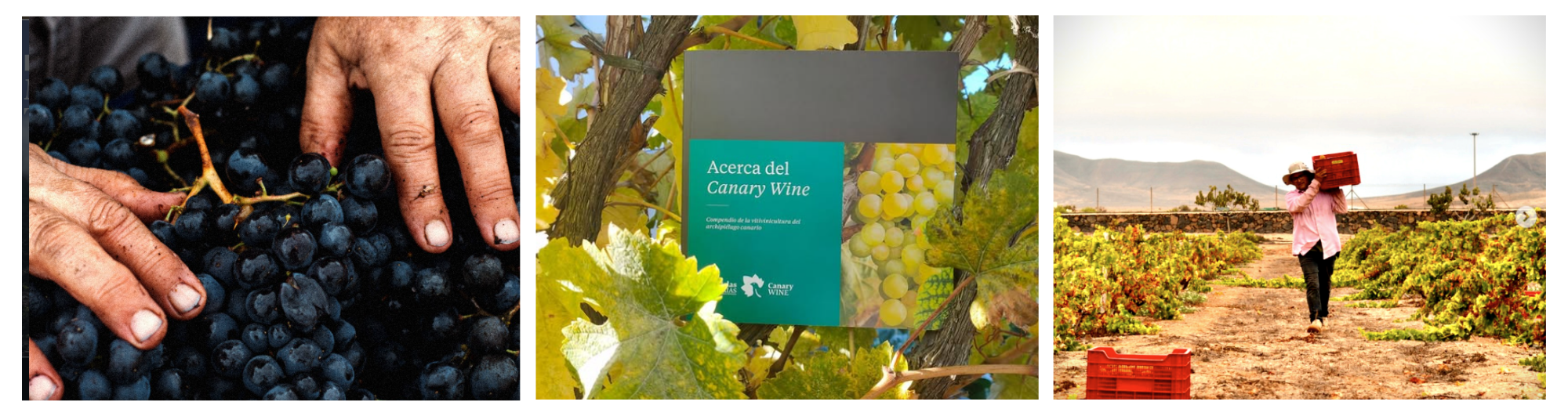 Canary Wine y Soy Canary Green: vino canario y enoturismo sostenible