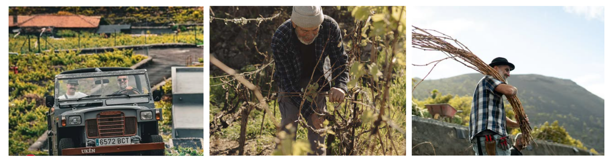 Clúster Enoturismo de Canarias: vino, paisaje y sostenibilidad
