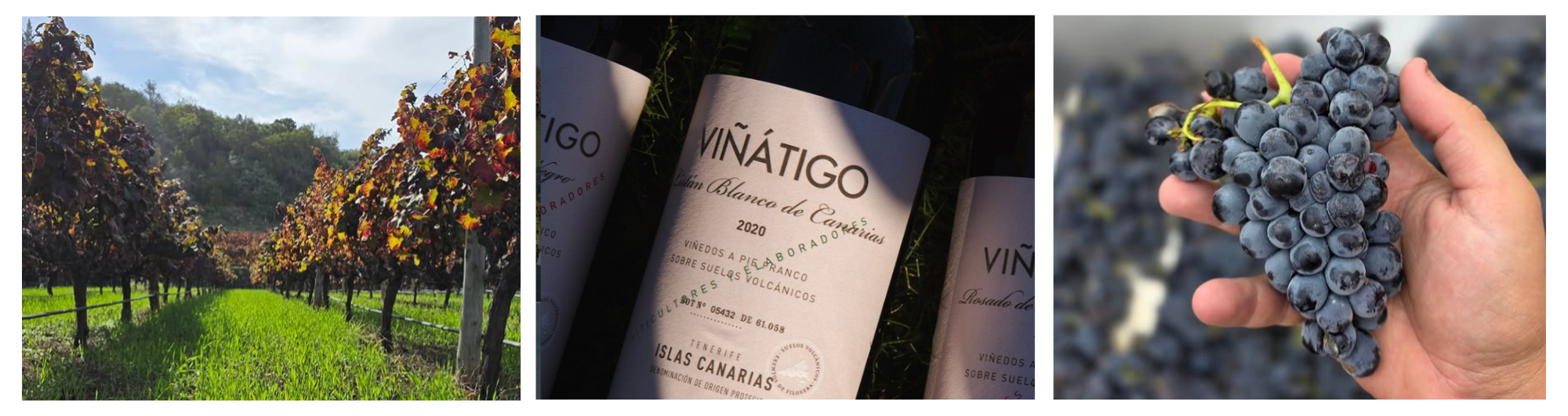 Bodegas Viñátigo en Soy Canary Green: vino y enoturismo en Tenerife