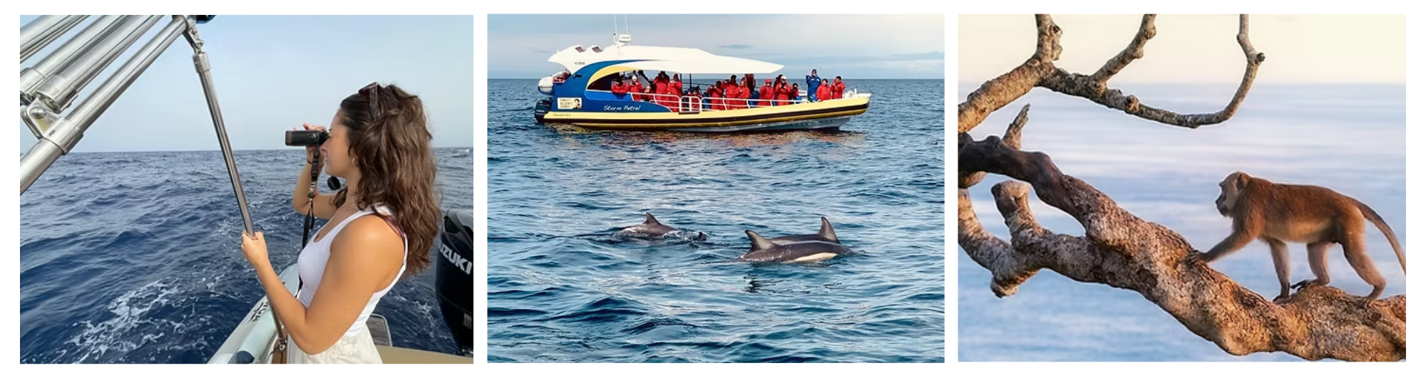 Animal Wise: bienestar animal y turismo sostenible en Canarias