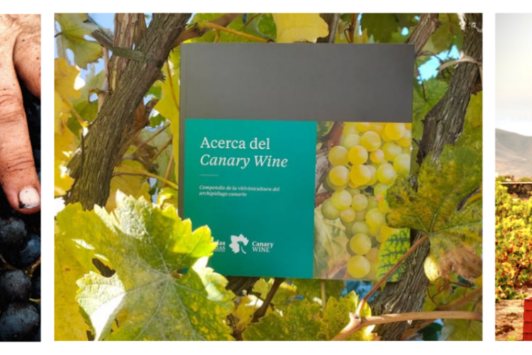 Canary Wine y Soy Canary Green: vino canario y enoturismo sostenible