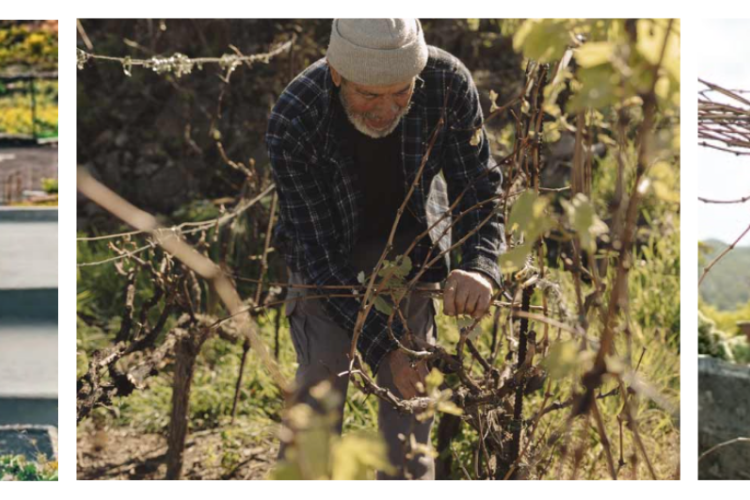 Clúster Enoturismo de Canarias: vino, paisaje y sostenibilidad