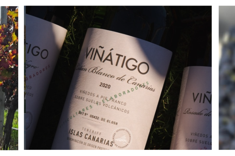 Bodegas Viñátigo en Soy Canary Green: vino y enoturismo en Tenerife