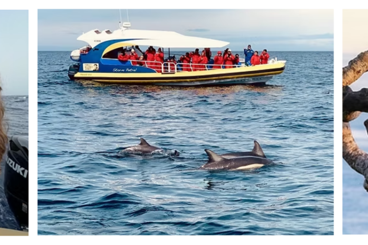 Animal Wise: bienestar animal y turismo sostenible en Canarias